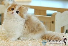 인천고양이분양 ‘프라임캣’ 전 묘종 50% 할인 프로모션 실시