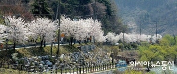 증평 삼기저수지 등잔길 벚꽃 만개…방문객 ‘인산인해’