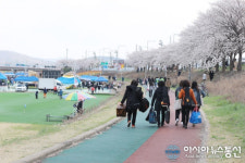 [포토]세종시 조치원 벚꽃축제..벚꽃축제 가는 길