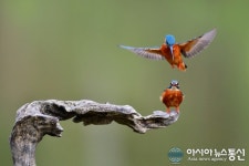 中 치산국립공원의 물총새 두 마리