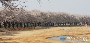 [포토]괴산 청안면 문방천 벚꽃 유혹