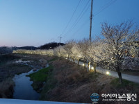 영동군 용산면, 법화천 벚꽃길 점등 행사 가져