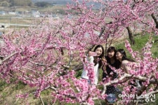 복사꽃 피는 청도로 오세요