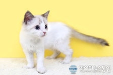 부산고양이분양업체 ‘나비캣’ 봄맞이 50% 할인이벤트 진행