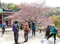 서산 개심사 겹벚꽃 개화시작...주말 절정