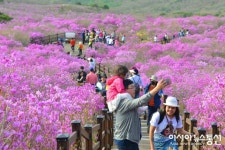 진분홍빛 천상화원…비슬산 참꽃문화제 15만명 성황