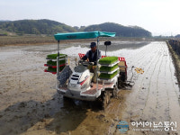 보은군 탄부면 덕동리서 '올해 첫 모내기'