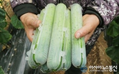 보령 천북 캡오이‘인기 만점’ 병해충농약 걱정 없어