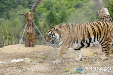[백두대간수목원개원식] 위용 드러낸 백두 호랑이