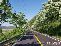 의령 이팝나무 가로수 꽃길 절정