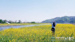 천안 광덕 풍서천 인근, 유채꽃 ‘만개’해 관광객 사로 잡아