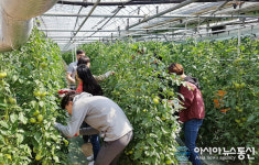 영덕 강구면사무소 토마토 농장 가지치기 일손 보태