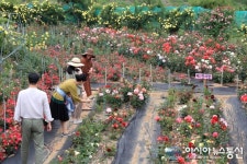 산청 천하태평 장미원 ‘장미축제’ 20일 개막