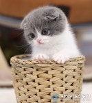 마포고양이분양 선두주자 그린캣 5월 마지막 할인행사 50% 이벤트 진행 중