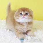 인천 고양이분양 전문업체 ‘나비캣’ 새끼묘 50% 할인 분양 이벤트 진행