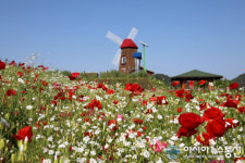 환상의 꽃길 경남 함안 악양둑방길