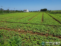 포항시, 호미반도 농지에 경관농업단지 조성!