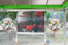창녕군 성산면, 버스승강장 따오기 사진 부착