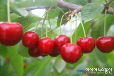 과일의 여왕 경주 체리, 본격 출하