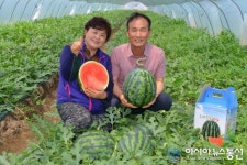달성군 옥포 수박 본격 출하