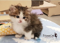 인천고양이분양 프라임캣, 셀커크랙스 등 희귀묘종 50%할인 분양 이벤트 중