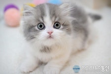 부산 미유펫에서 강아지, 고양이 무료분양 및 핫썸머 최대 70% 할인이벤트 진행 중