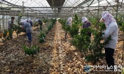 경산시 친환경축산과 직원, 농촌일손돕기 동참