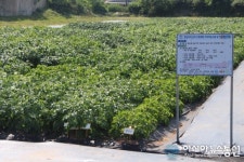 충남도, 감자 가을재배 적합품종 찾는다