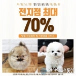 인천ㆍ시흥ㆍ광명 강아지 고양이분양 아담스펫, 포메라니안ㆍ비숑프리제 최대 70% 할인분양 이벤트