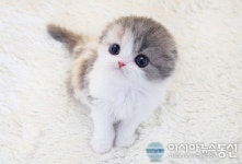 부천고양이분양 나비캣, 희귀품종묘 여름맞이 50% 할인 분양이벤트 중