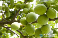 하동군, 매실 가격안정대책 추진