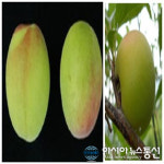 경상남도농업기술원, 매실 신품종 ‘홍초롱’, ‘청초롱’ 품종보호권 획득