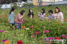 합천천에 활짝 핀 백일홍