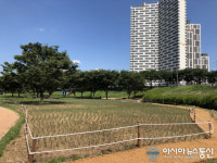 밀양시, 삼문동 둔치 내 핑크뮬리 정원 조성