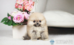 부산 고양이, 강아지 분양 전문 미유펫애견샵에서 반가운 여름 최대 80%할인 및 무료분양 이벤트 진행 중!