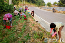 합천 쌍책면 내촌마을주민, 해바라기꽃길 조성에 구슬땀