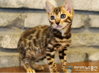 분당고양이분양업체 톰앤캣, 뱅갈, 렉돌 등 품종묘 60% 할인 이벤트 진행 중