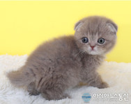 분당고양이 분양업체 나비캣, 수의사 검진 안전한 고양이 70% 할인분양 이벤트 진행 중