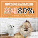 인천, 시흥, 광명, 안산 강아지 고양이분양 아담스펫 인천본점, 말티즈, 포메라니안 해외수출 기념이벤트