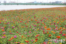 포항 형산강변에 백일홍이 활짝 피었어요!