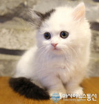 강남고양이분양업체 톰앤캣, 스코티쉬폴드, 먼치킨 등 귀여운 고양이 50% 할인 분양이벤트 중