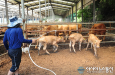 진주시, 폭염에 의한 가축피해 사전 예방 당부
