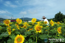 산청군 차황면 해바라기 ‘활짝’
