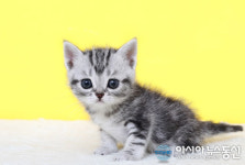 대전고양이분양업체 나비캣 고객감사 7월 최대 80%할인분양이벤트 진행 중