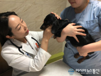 반려동물의 응급실 ‘웨스턴동물의료센터’