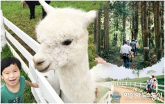 여름 인기 휴가지 경남 남해, 상상 양떼목장 등 이색 체험 즐거운 가볼만한 곳 많아
