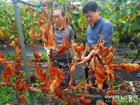 대구농협, 폭염피해 극복 현장지원에 총력