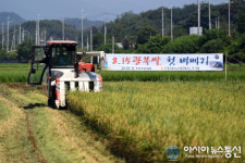 영주 815광복쌀 첫 벼베기
