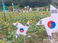 밀양시 초동면 봉대마을 태바라기축제 성료