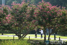 의령 충익사 경내 배롱나무 꽃 만개
